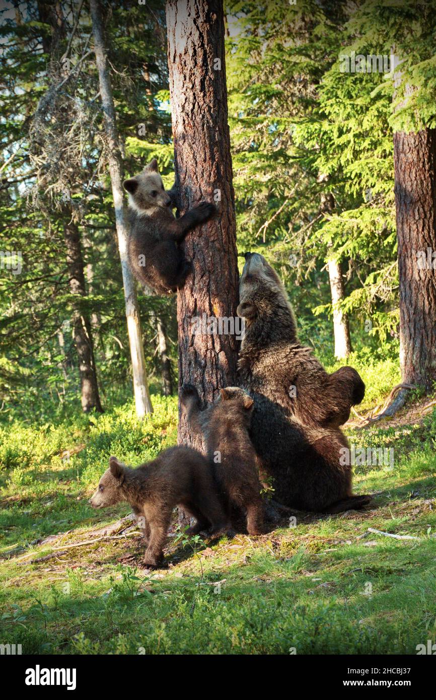 Vertikale Aufnahme von Grizzlybären, die an einem sonnigen Tag in Finnland versuchen, einen Baum in einem Wald zu erklimmen Stockfoto