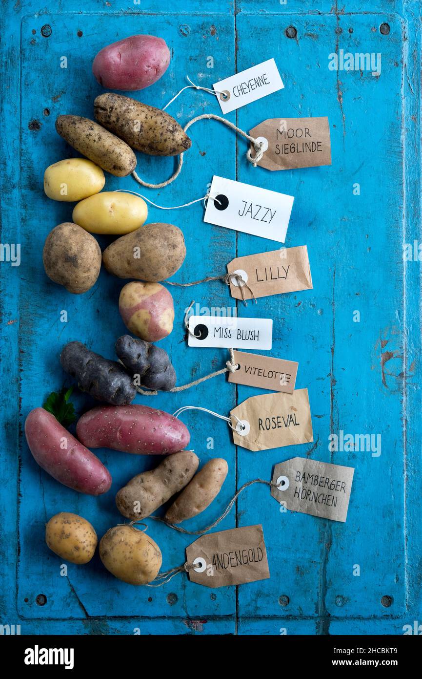 Studioaufnahme verschiedener Sorten von gekennzeichneten Kartoffeln, die auf blau lackierter Holzoberfläche liegen Stockfoto