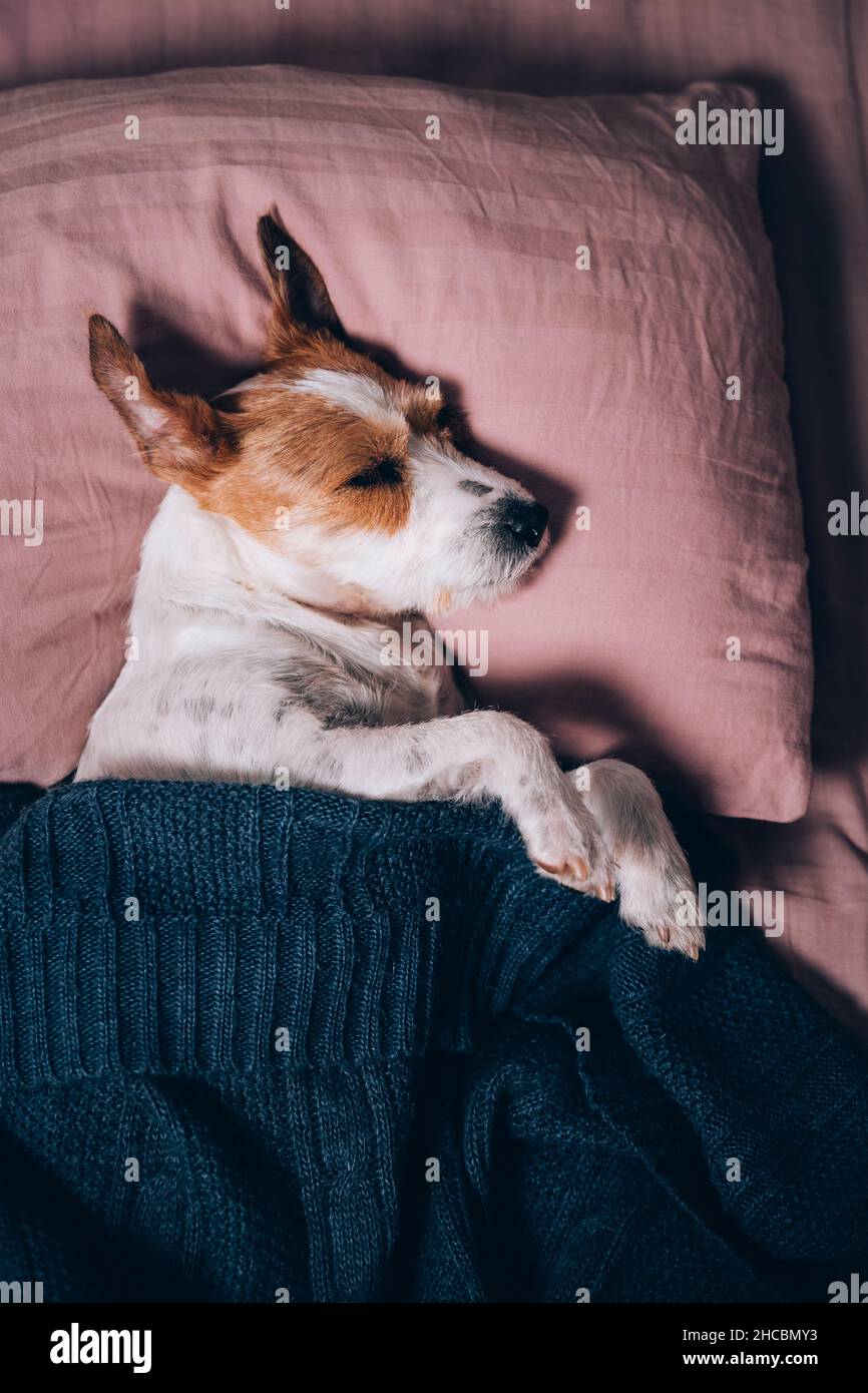 Jack Russell Terrier schläft zu Hause auf dem Bett Stockfoto