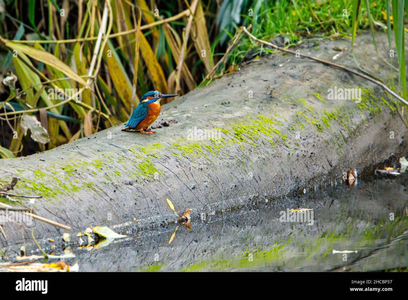 Kingfisher Vogel sitzt auf dem Ast Stockfoto