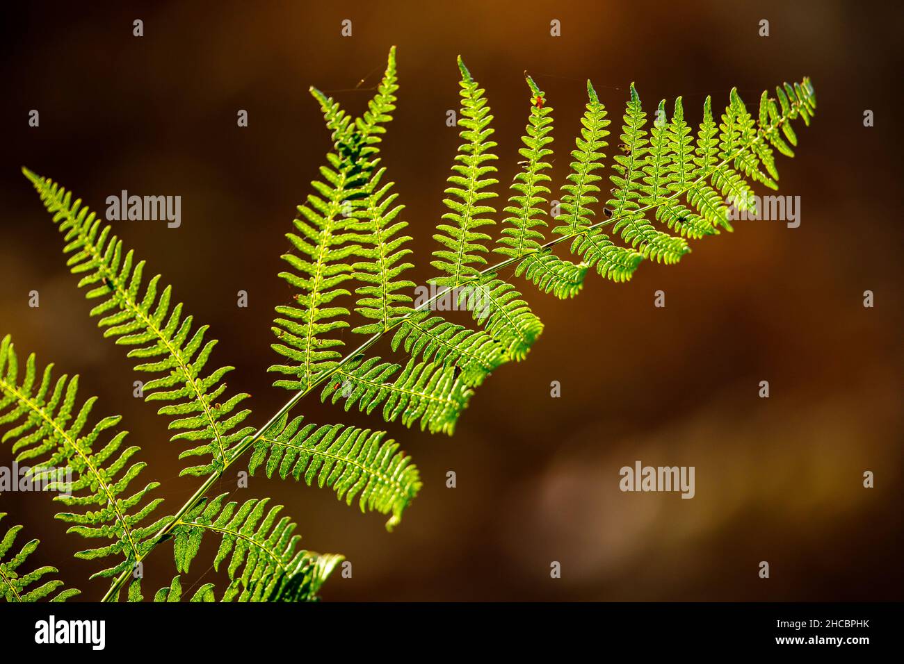 Farnblatt im Wald Stockfoto