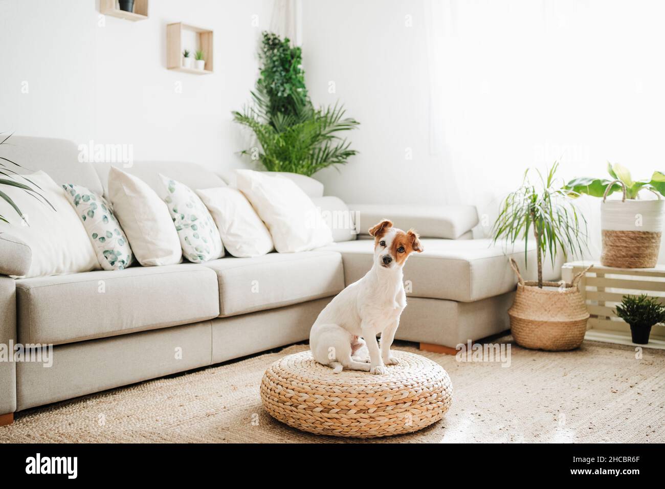 Jack Russell Terrier Hund sitzt auf Hocker Hocker im Wohnzimmer Stockfoto
