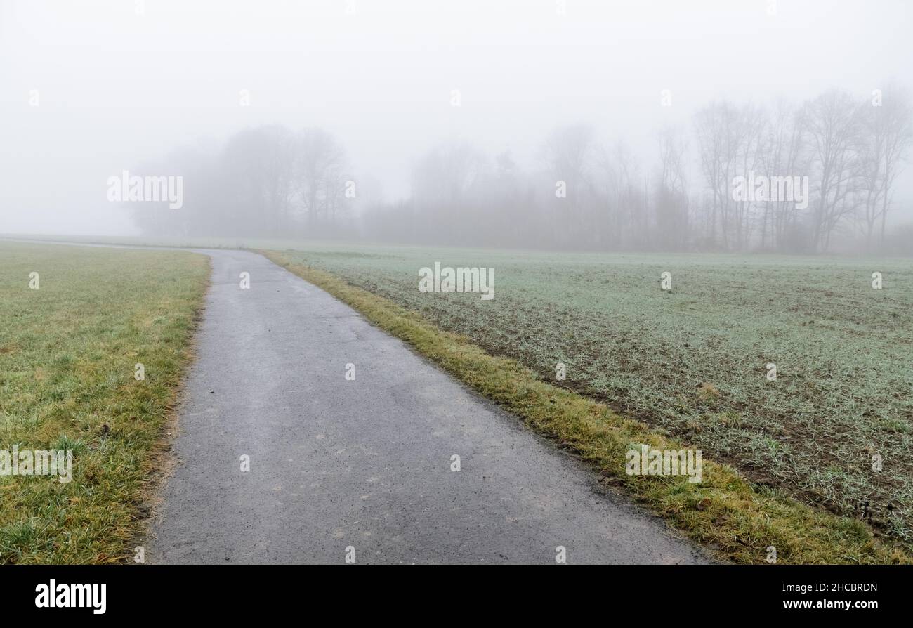 Waldszene und asphaltierte Straße mit Nebel im Winter auf dem Land in Westerwald, Rheinland-Pfalz, Deutschland, Europa Stockfoto