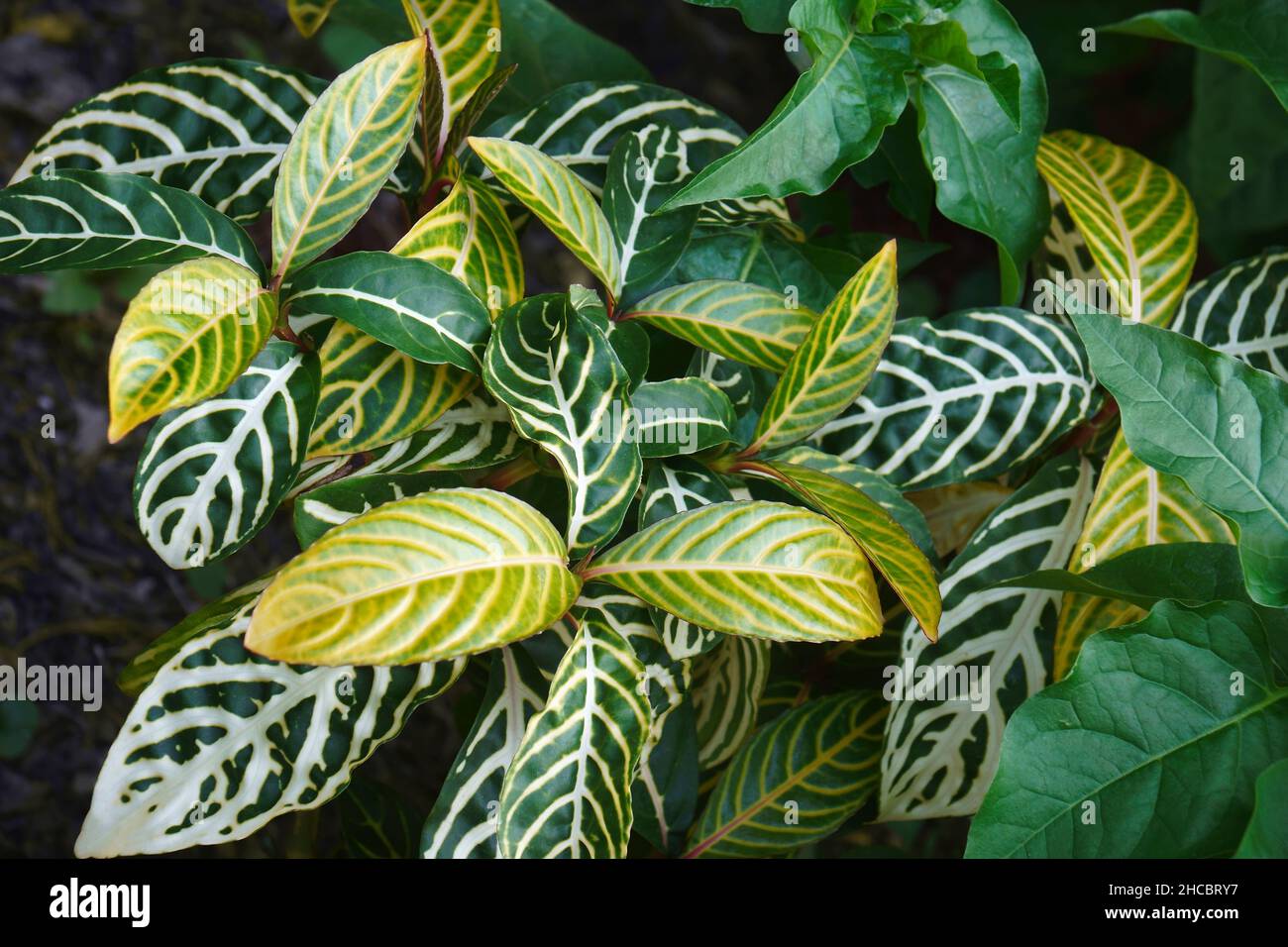 Zebrapflanze (Sanchezia speciosa). Genannt Goldgangpflanze und Sträuchlein-Weißwein-gelbe Sanchezia. Stockfoto