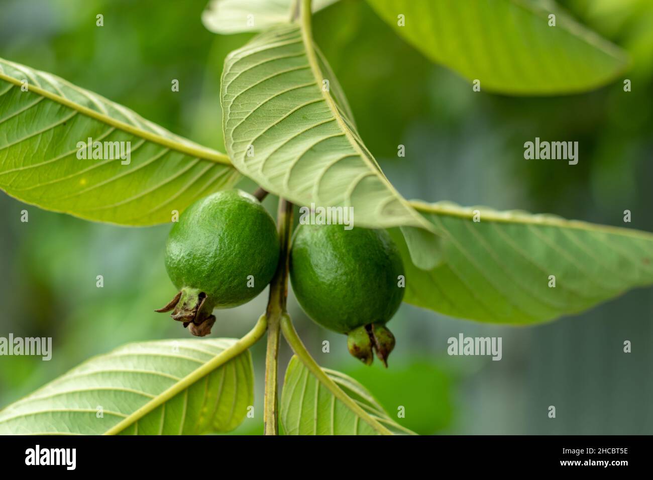 Grüne und große Guava ist eine tropische Frucht, die reich an hochwertigen Nährstoffen ist. Thai Guavas sind in der Regel die Größe eines Softballs mit apfelgrüner Haut Stockfoto