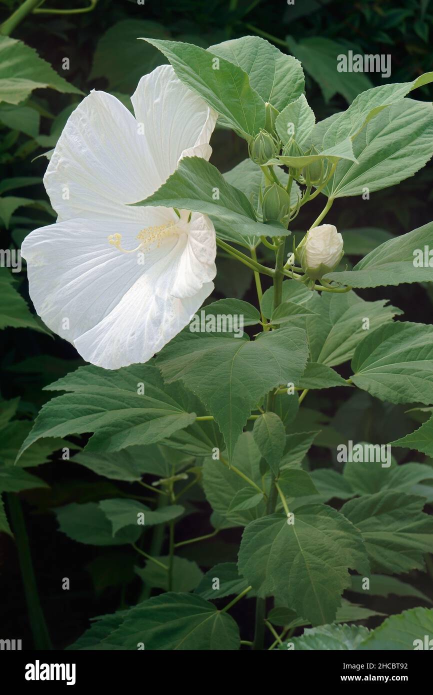 Blue River II Hardy Hibiscus (Hibiscus moscheutos 'Blue River II') Stockfoto