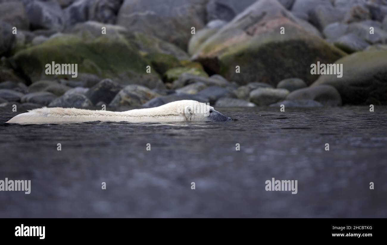 Weißer Eisbär, der an einem Wintertag im kalten Wellenmeer in der Nähe der großen Felsen in seinem Lebensraum schwimmt Stockfoto