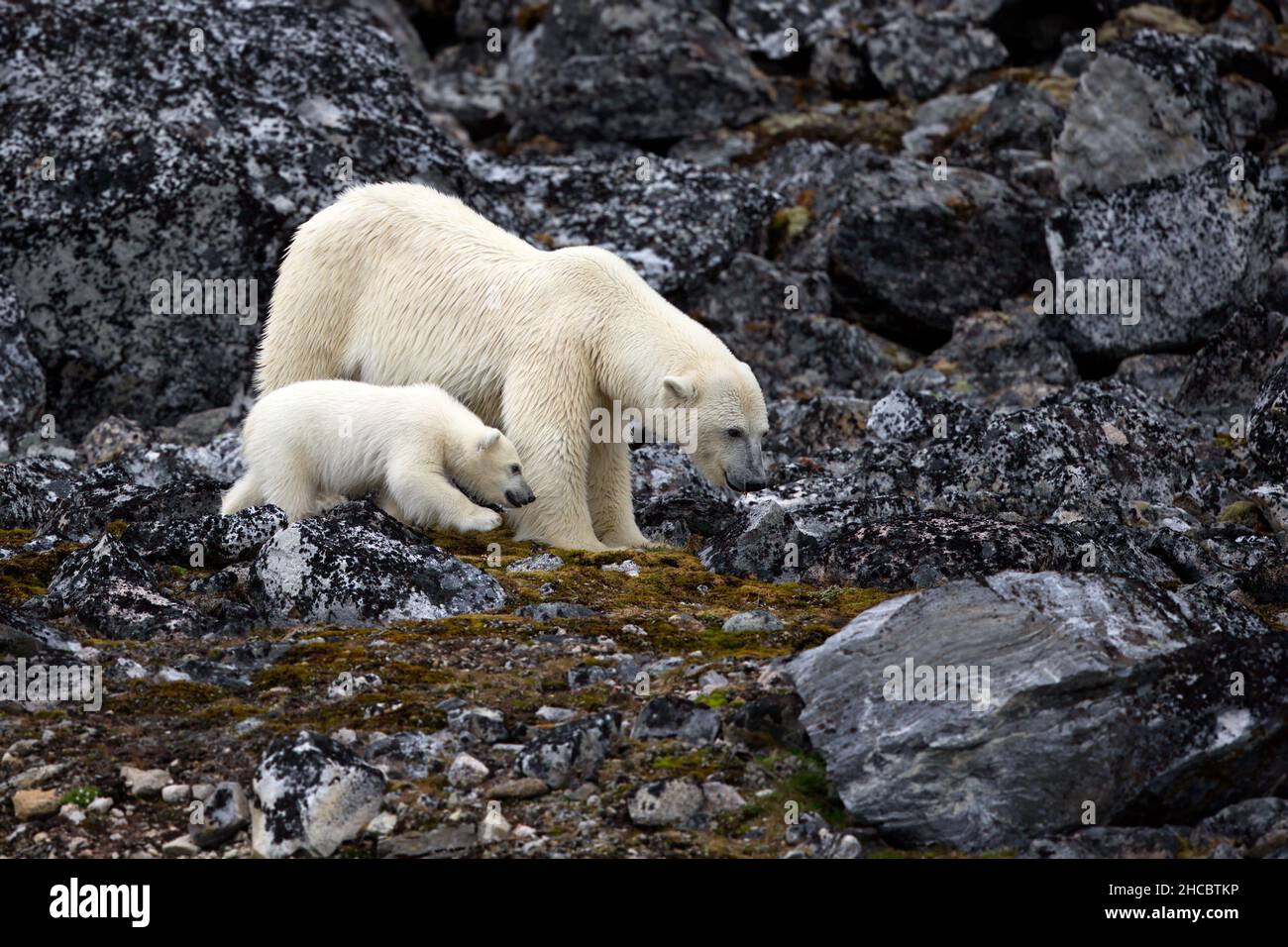 Mutter und Baby weiße Eisbären in felsigen Lebensraum Stockfoto