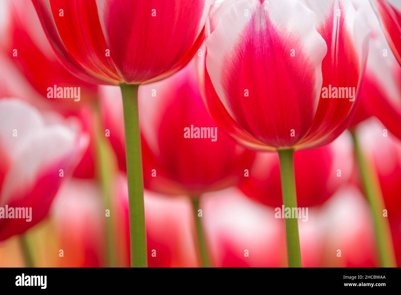 Köpfe von rot blühenden Tulpen (Tulipa Marrero) Stockfoto