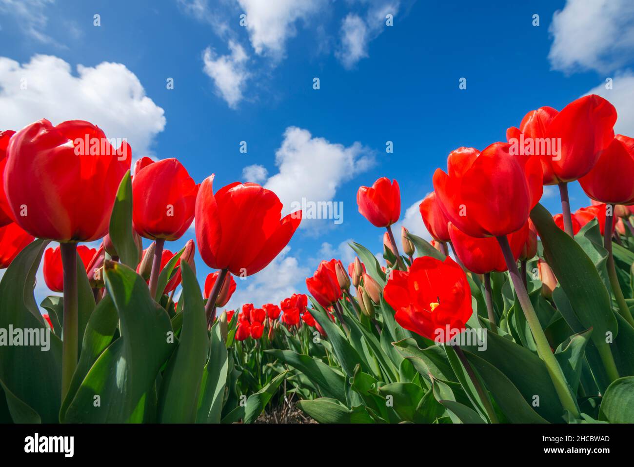 Oberflächenansicht des Bettes aus rot blühenden Tulpen Stockfoto