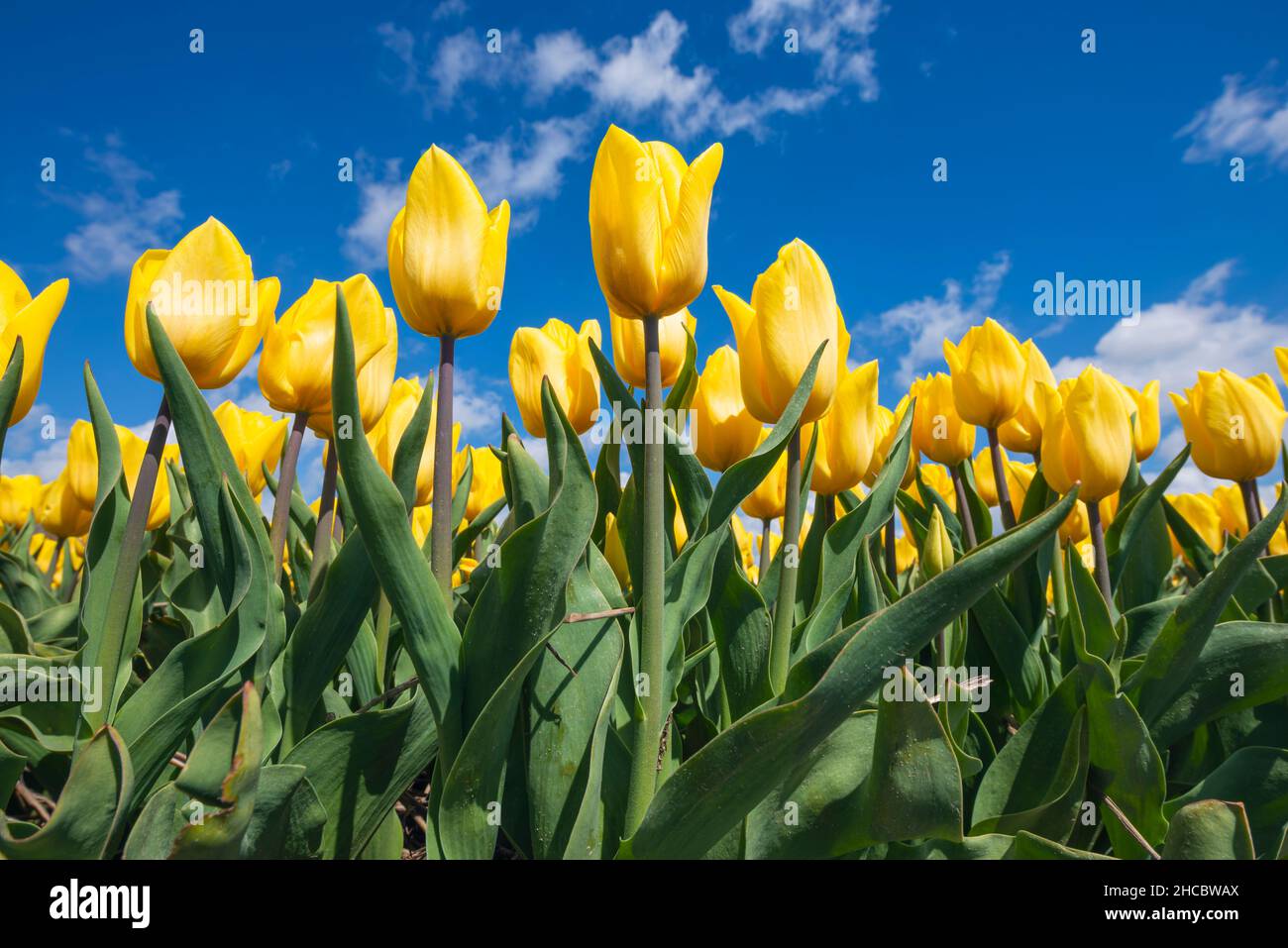 Oberflächenansicht des Bettes aus gelb blühenden Tulpen Stockfoto