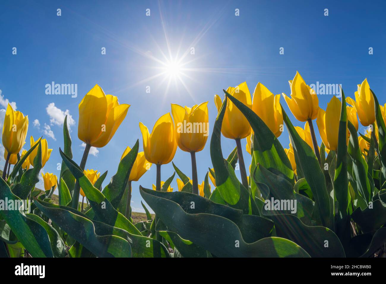 Oberflächenansicht der Sonne, die über dem Bett der gelb blühenden Tulpen scheint Stockfoto