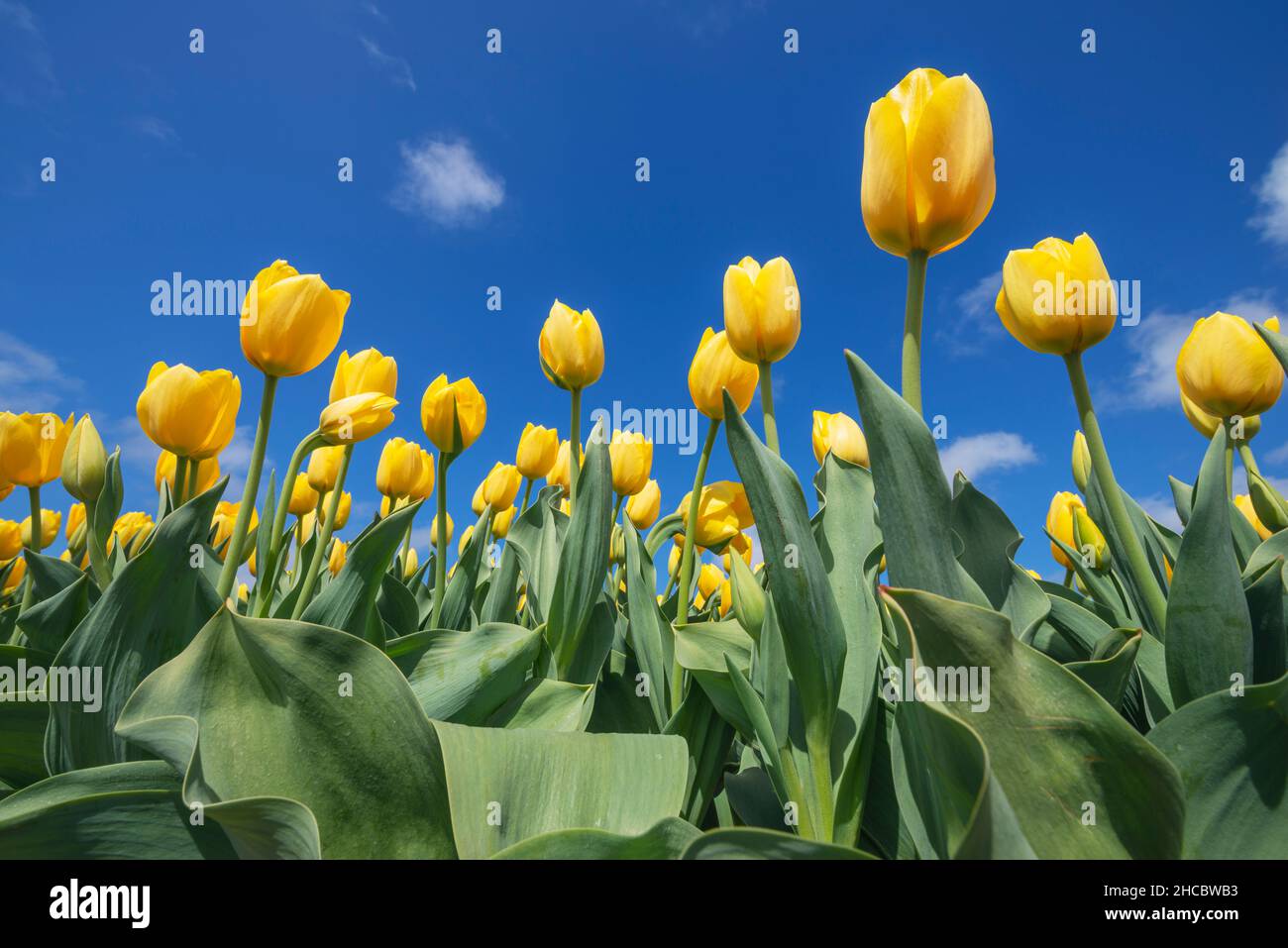 Oberflächenansicht des Bettes aus gelb blühenden Tulpen Stockfoto