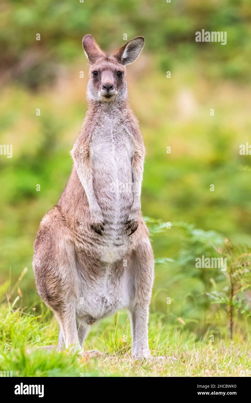 Junges graues Känguru aus dem Osten (Macropus giganteus), das inmitten grüner Pflanzen steht Stockfoto