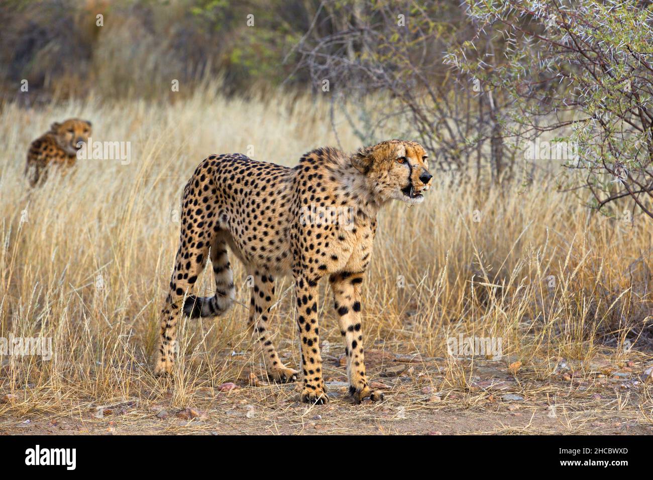 Nahaufnahme eines wachsamen Geparden in der namibischen Savanne Stockfoto