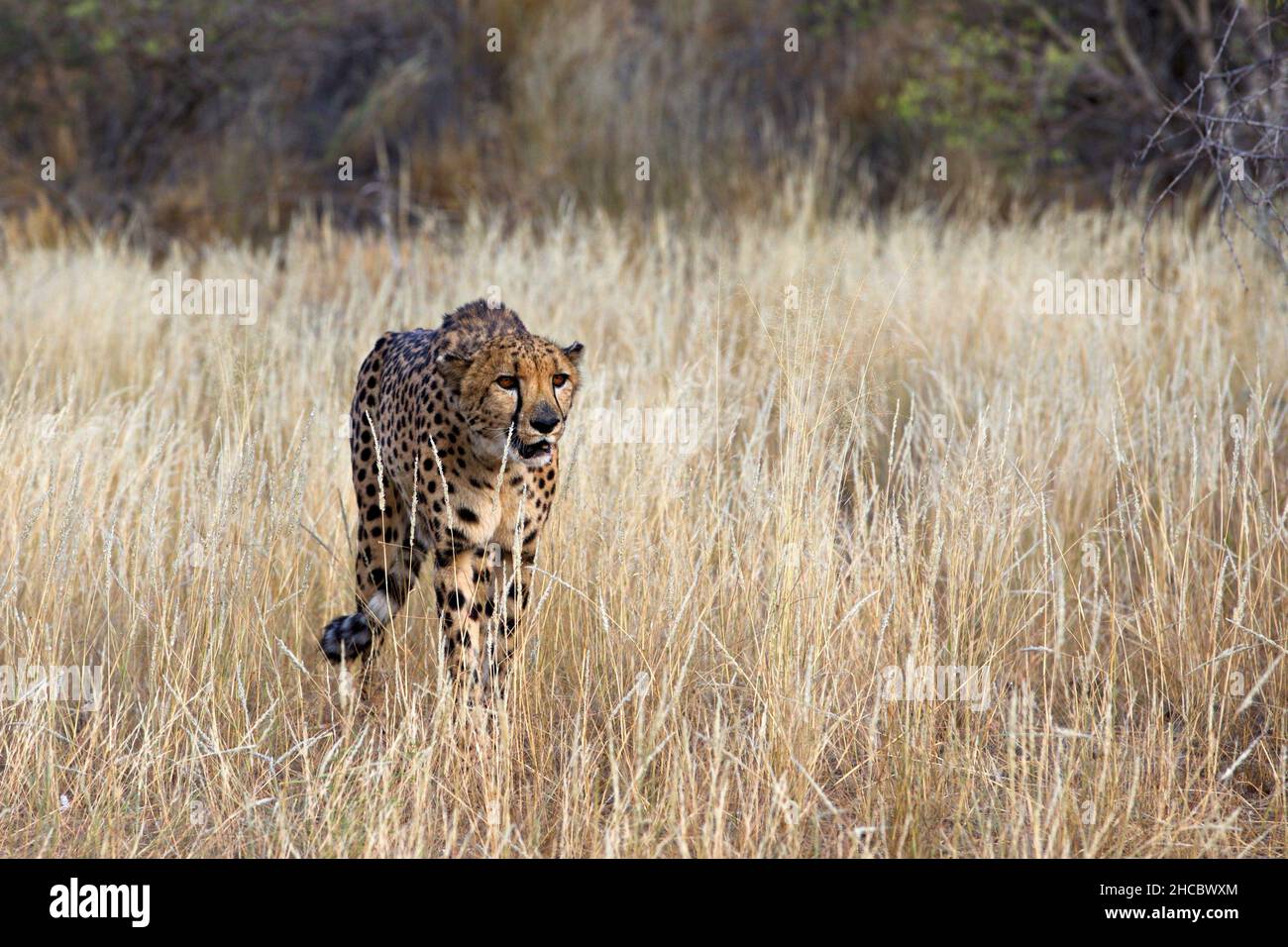Schöne Aufnahme eines Geparden, der in Namibia auf dem Feld läuft Stockfoto