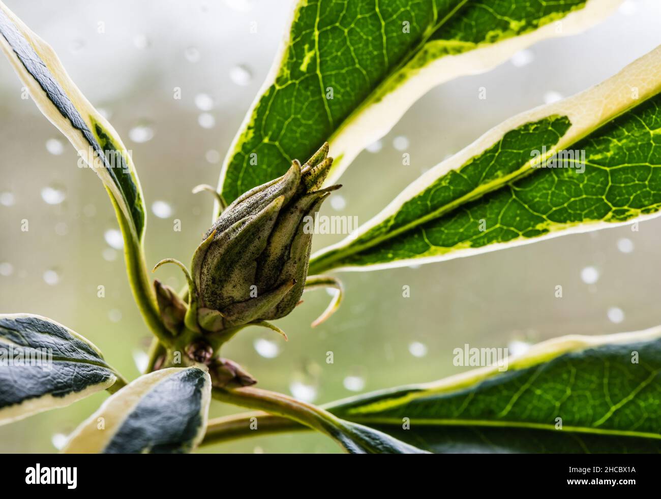 Rhododendron Rocket Bud im Winter. Stockfoto