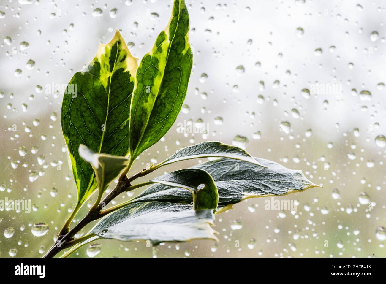 Osmanthus Heterophyllus variegatus gegen ein regnerisches Fenster. Stockfoto