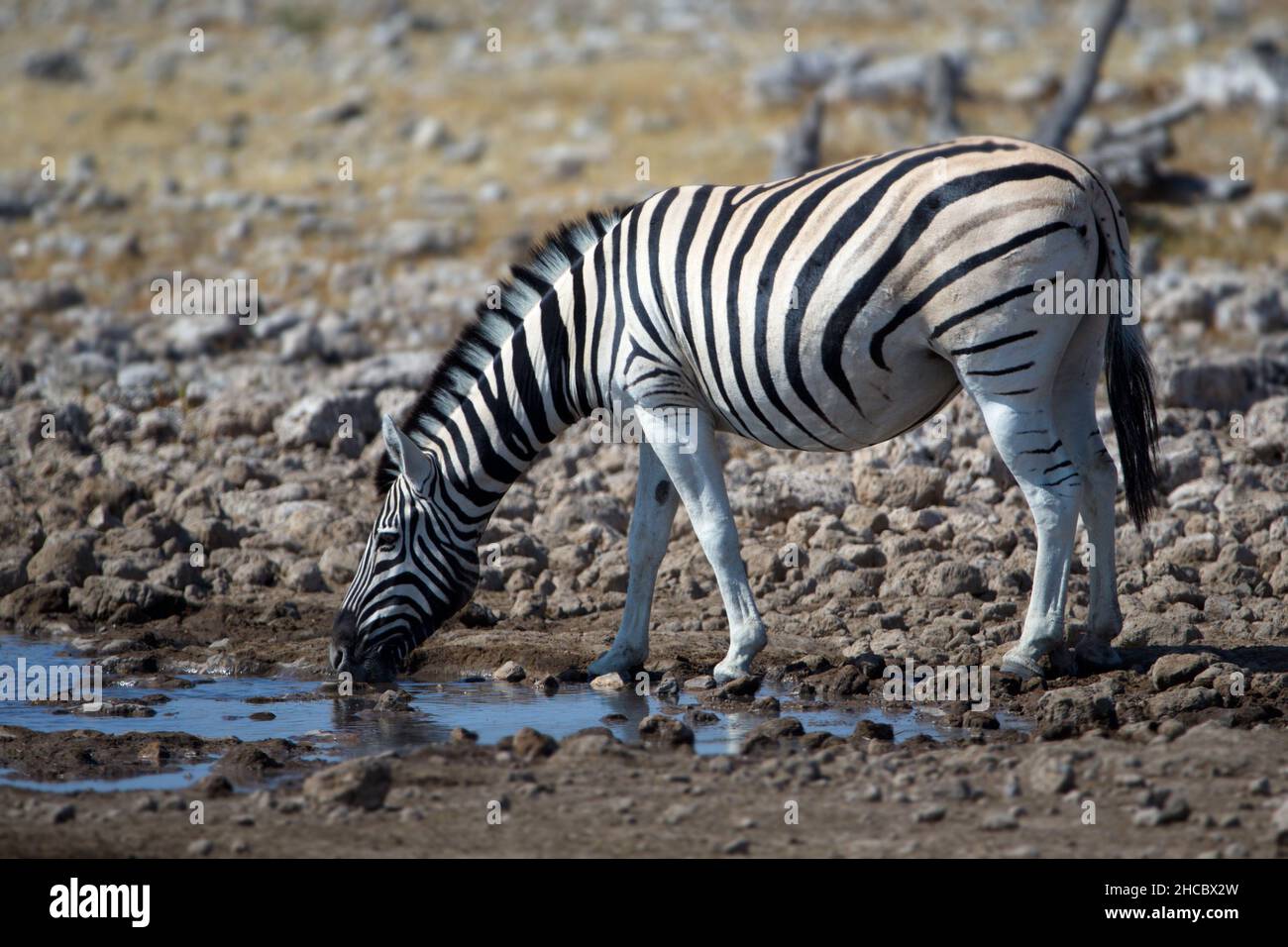 Nahaufnahme eines Zebras, das aus einer Pfütze in der namibischen Savanne trinkt Stockfoto