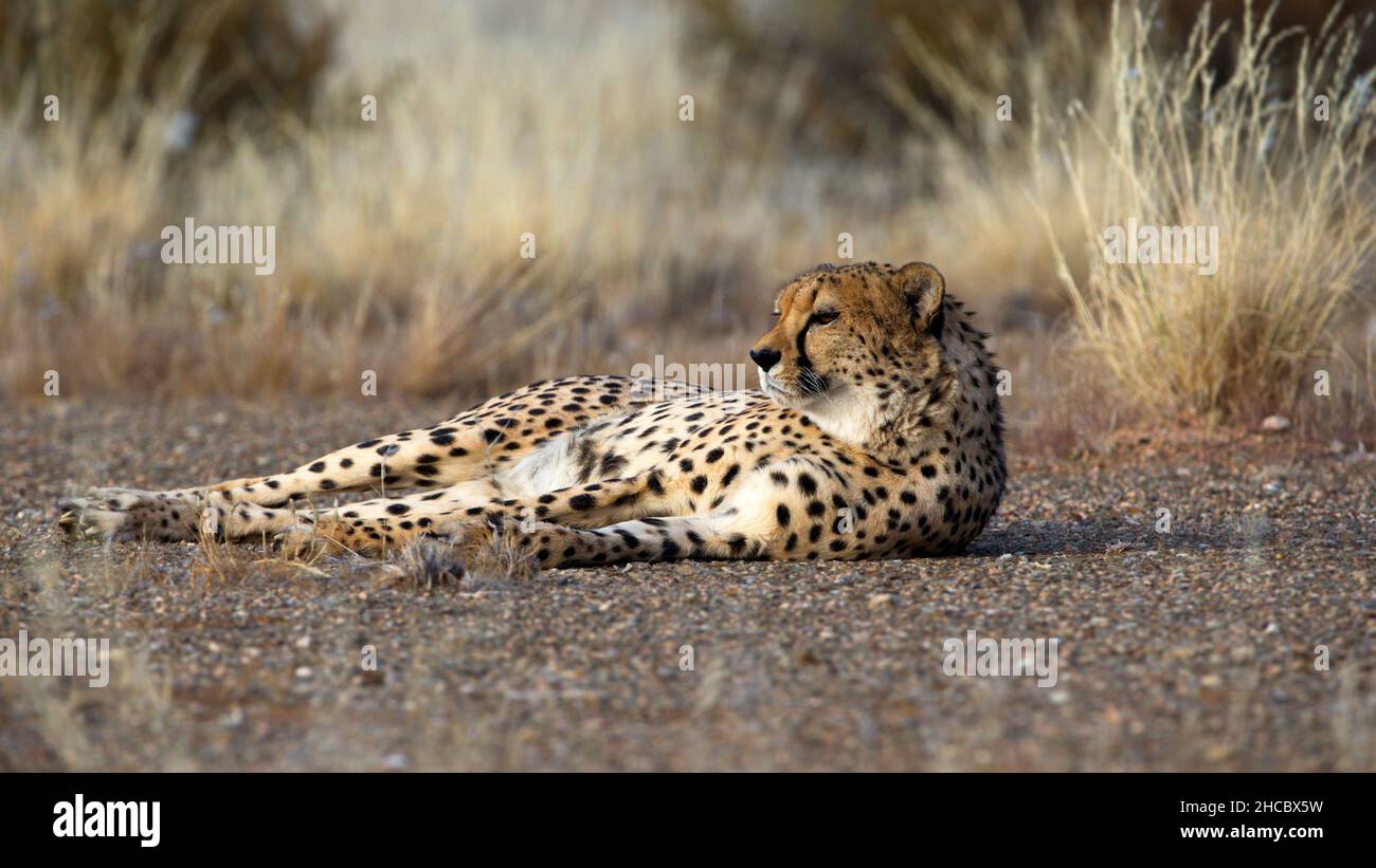 Wunderschöne Aufnahme eines liegenden Geparden während des Tages in Namibia Stockfoto