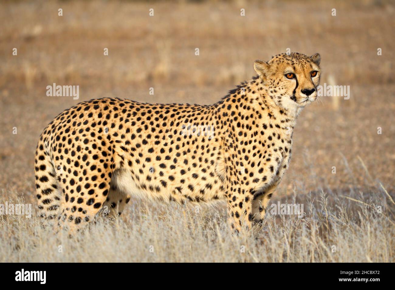 Wunderschöne Aufnahme eines Geparden während des Tages in Namibia Stockfoto