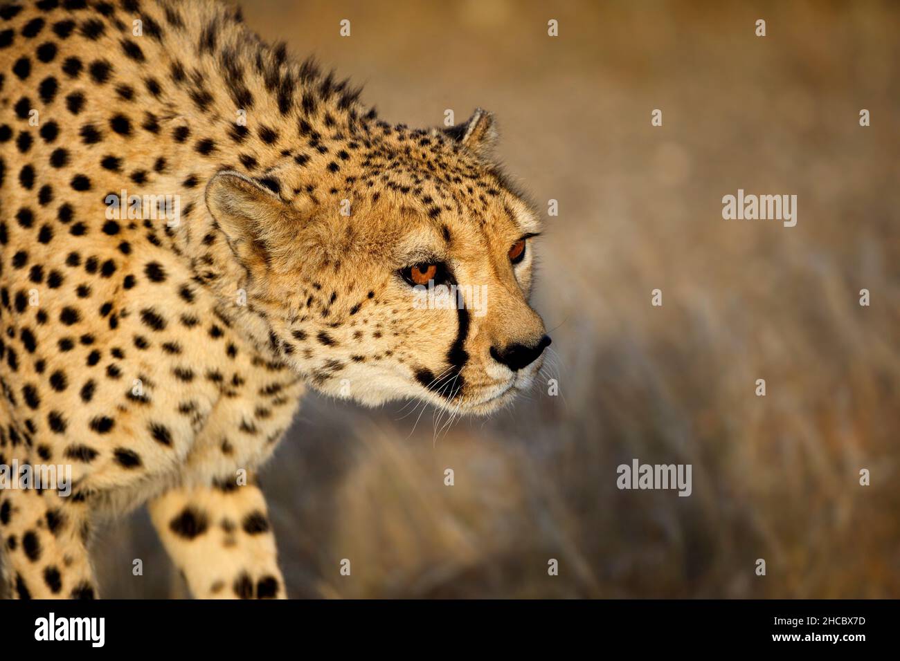 Nahaufnahme eines Geparden während des Tages in Namibia Stockfoto