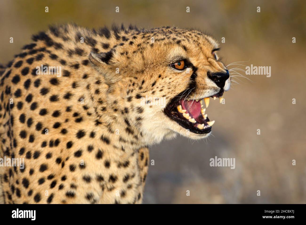 Nahaufnahme eines knurrenden Geparden in der namibischen Wüste Stockfoto