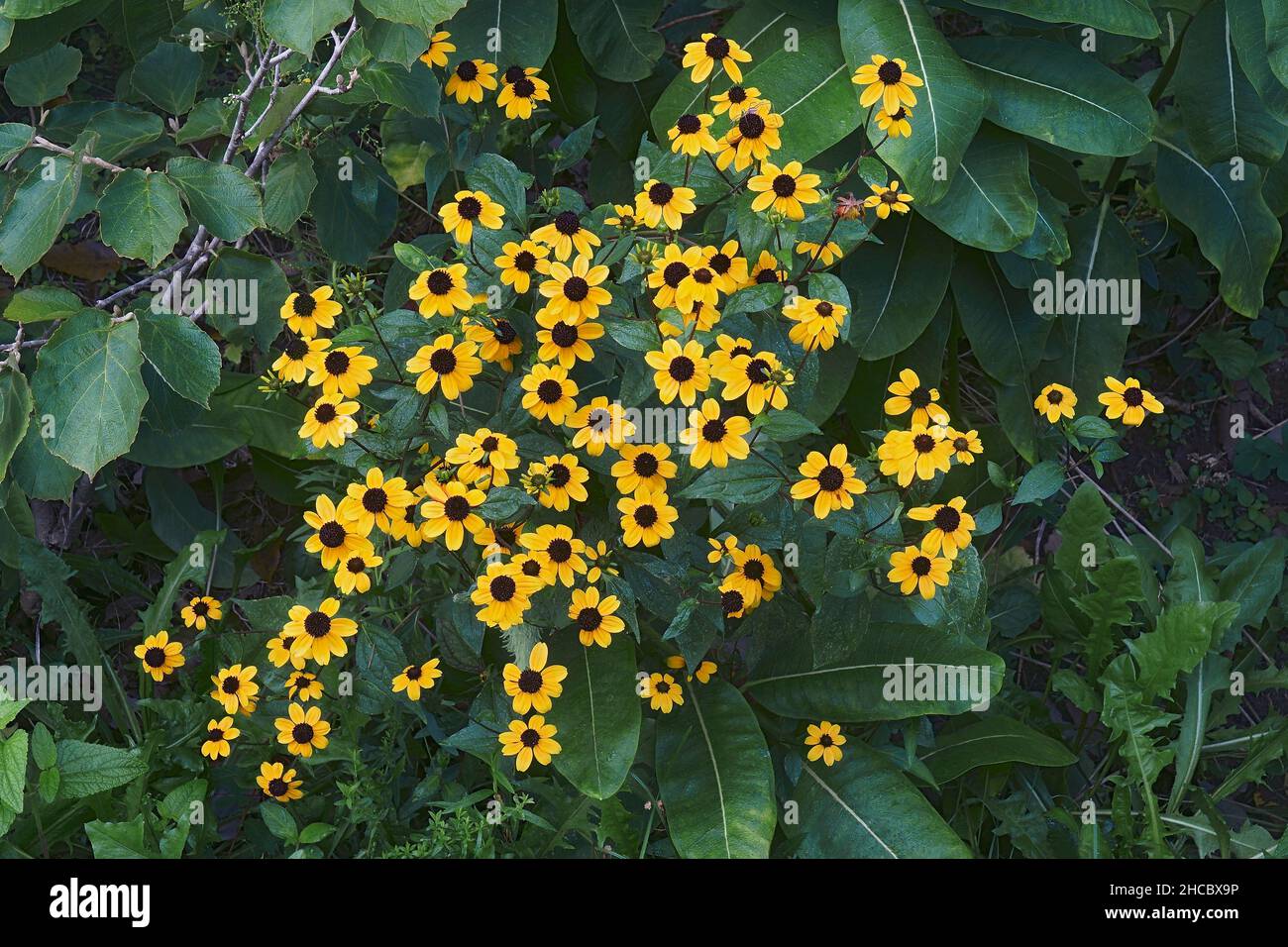 Browneyed susan (Rudbeckia triloba). Auch Dünne Blätter-Koneflower und dreiblättrige Koneflower genannt. Stockfoto