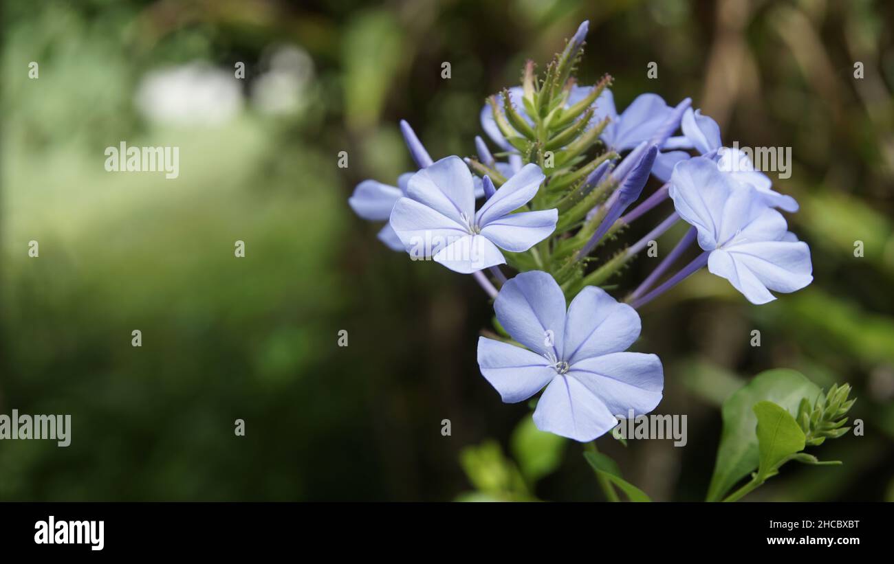 Nahaufnahmen von hellblauer Jasminblüte, grünem und natürlichem Hintergrund Stockfoto
