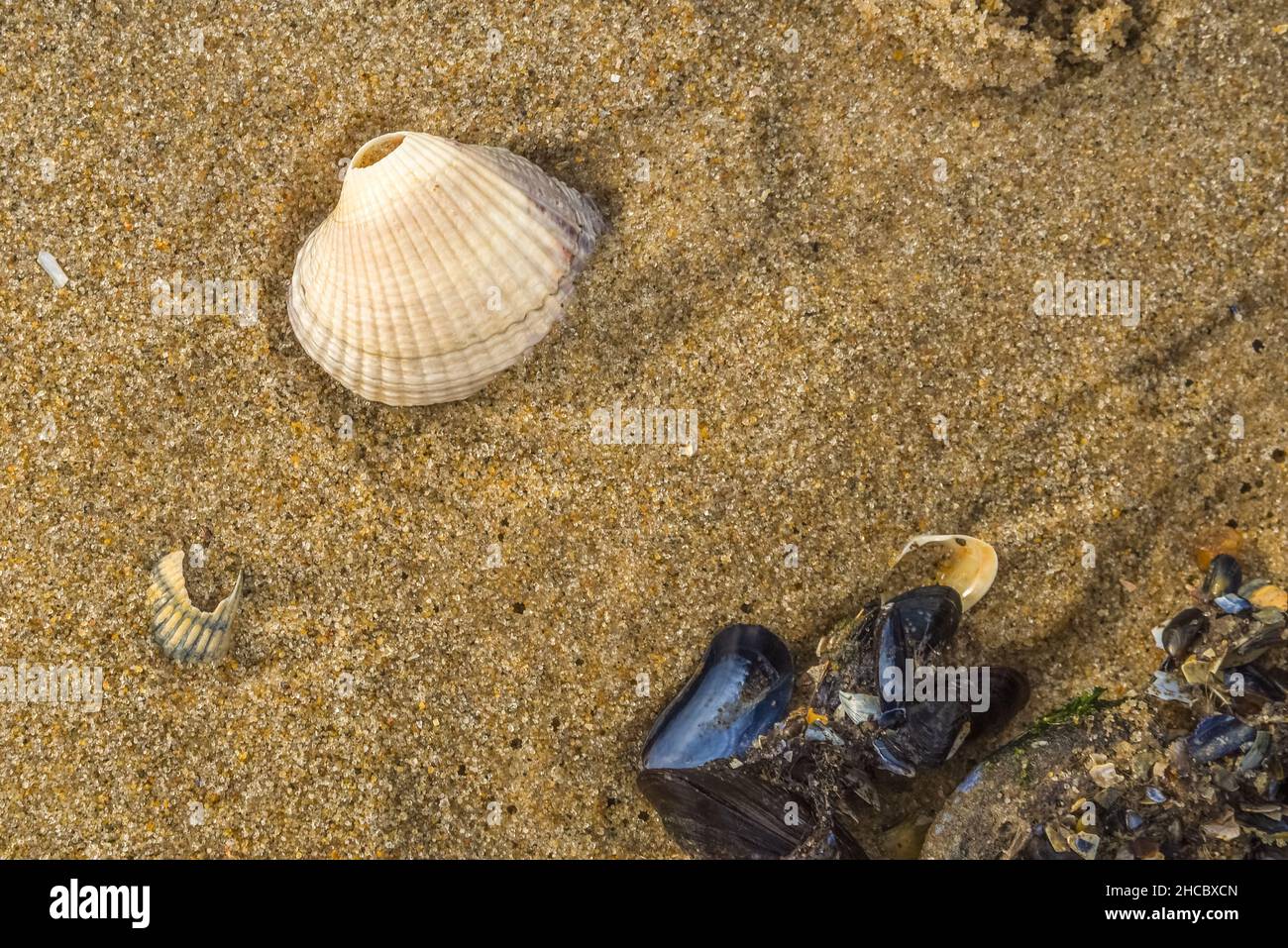 Den Helder, September 2021. Nahaufnahme des Sandes, der Muscheln und der Pfotenabdrücke von Vögeln. Hochwertige Fotos Stockfoto