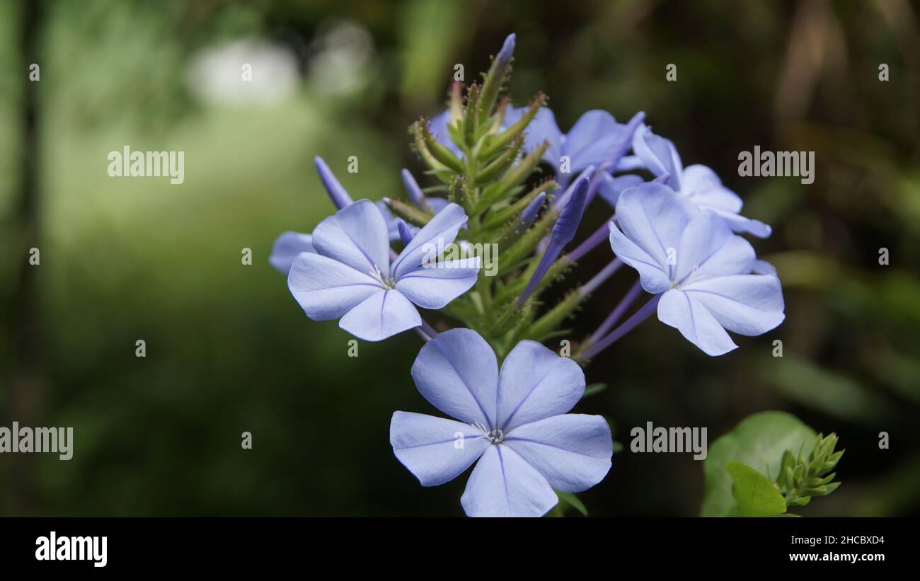 Nahaufnahmen von hellblauer Jasminblüte, grünem und natürlichem Hintergrund Stockfoto