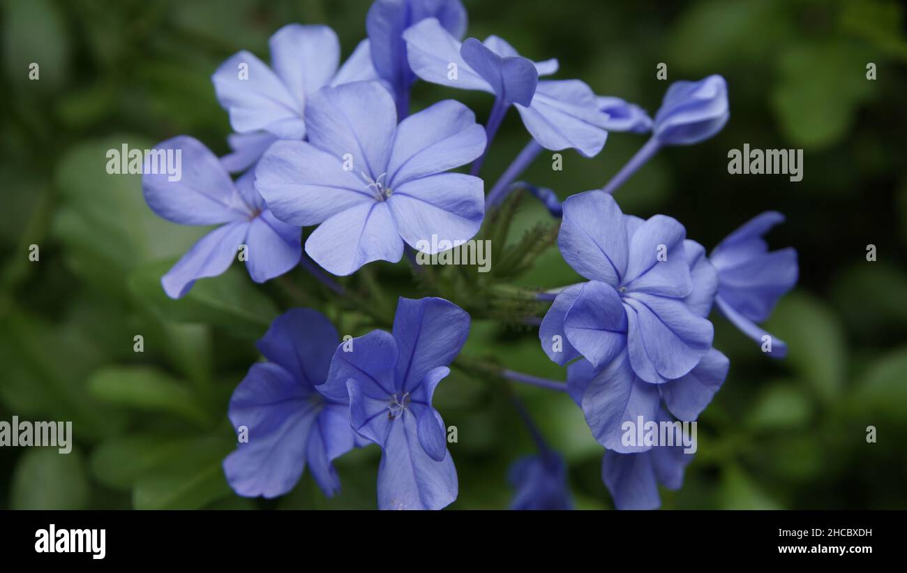 Nahaufnahmen von hellblauer Jasminblüte, grünem und natürlichem Hintergrund Stockfoto