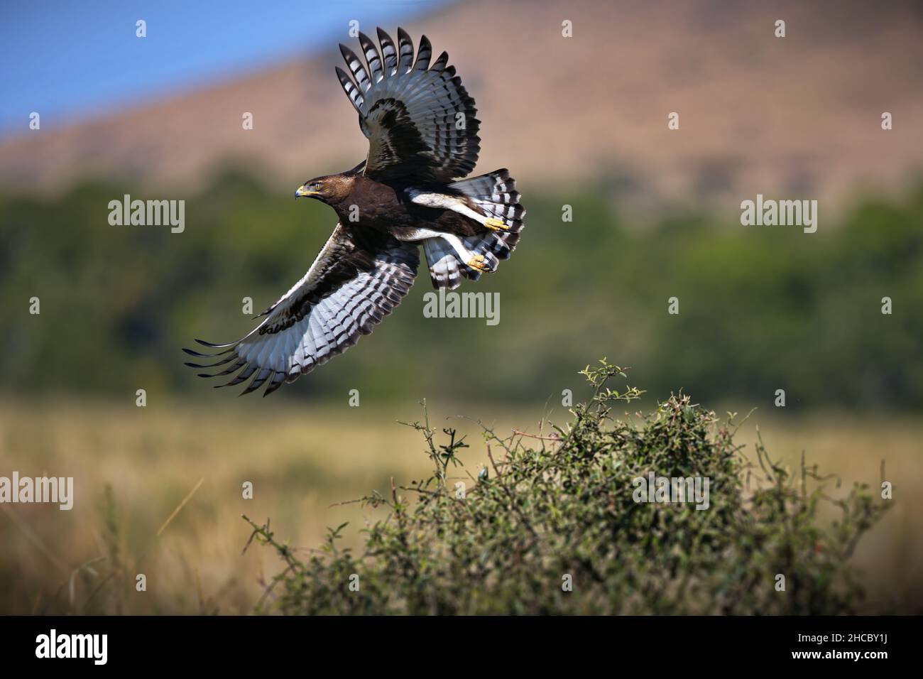 Wunderschöne Aufnahme eines Vogels in Bewegung im Masia Mara Nationalpark in Kenia Stockfoto