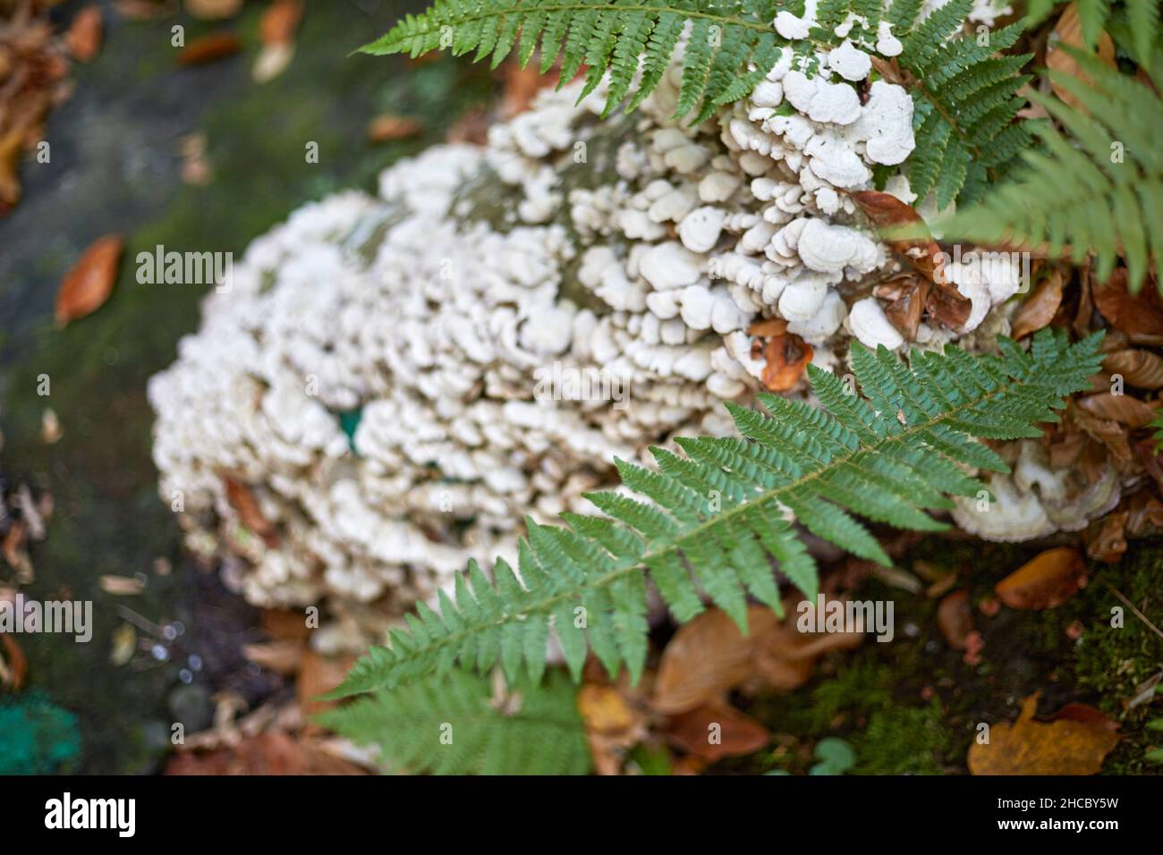 Weiße, nicht essbare Pilze auf einem Baum und neben einem Farnblatt Stockfoto