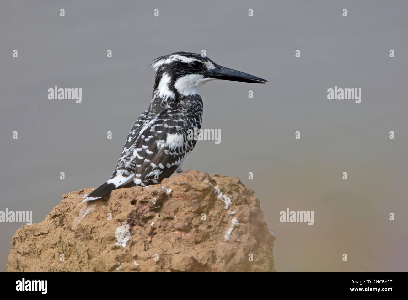 Eine Erwachsene weibliche Riedeisfischer (Ceryle rudis) in Goa, Indien Stockfoto