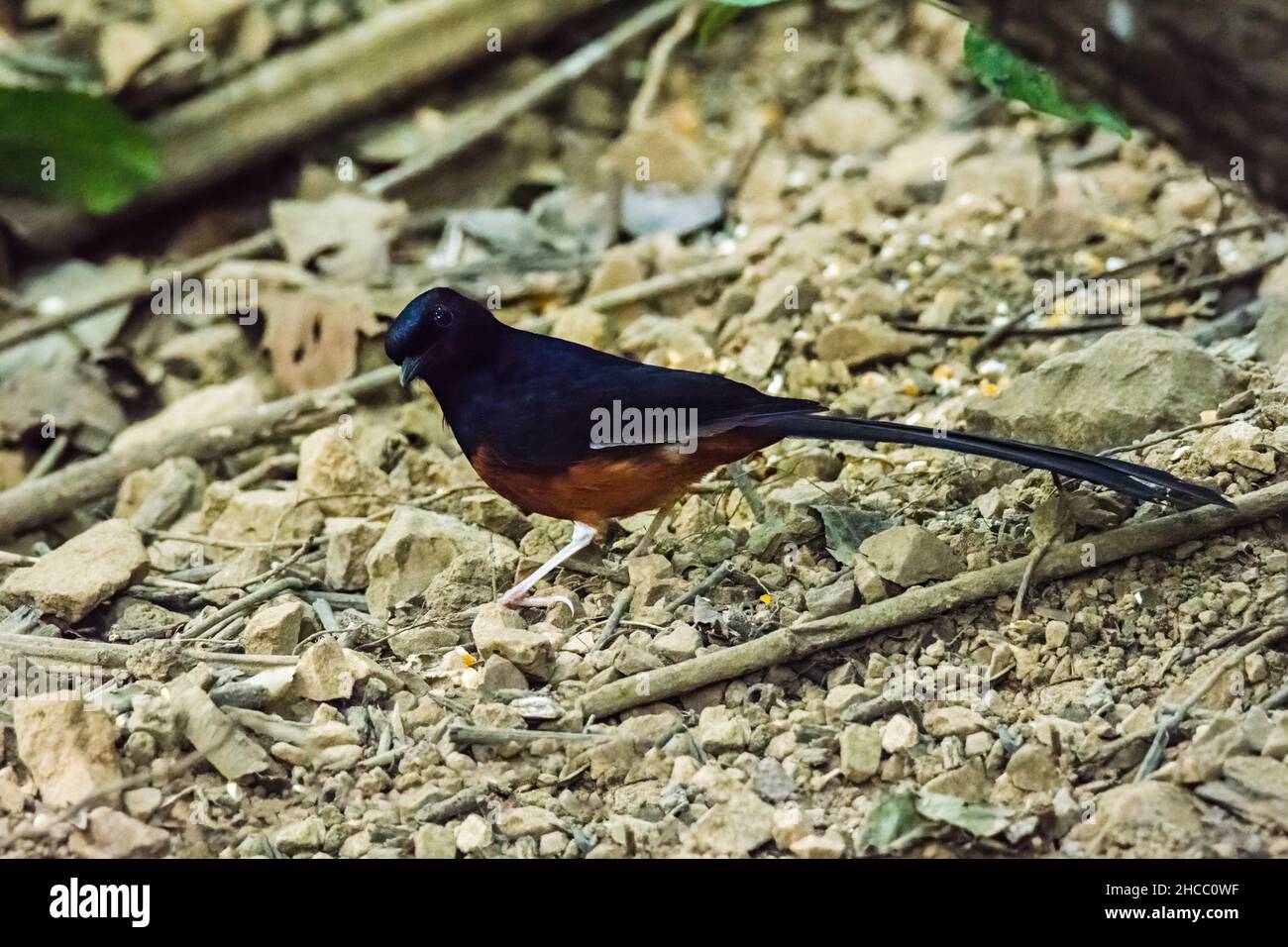Weißer Schama (Copsychus malabaricus). Fliegenfänger, Vogel. Stockfoto