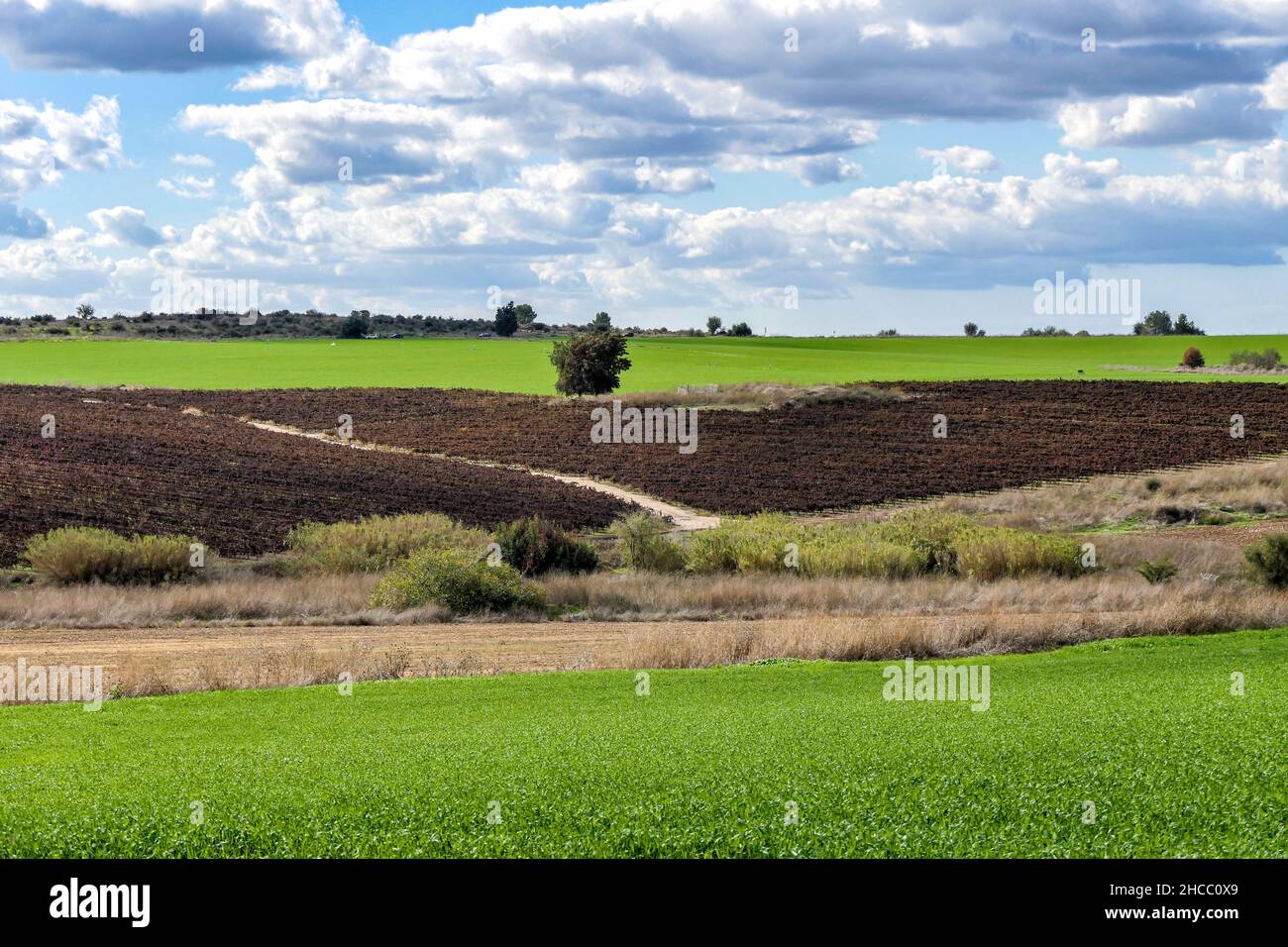 Blick auf Weinberge und Felder mit jungen Weizen vor einem Hintergrund von blauem Himmel mit Wolken Stockfoto