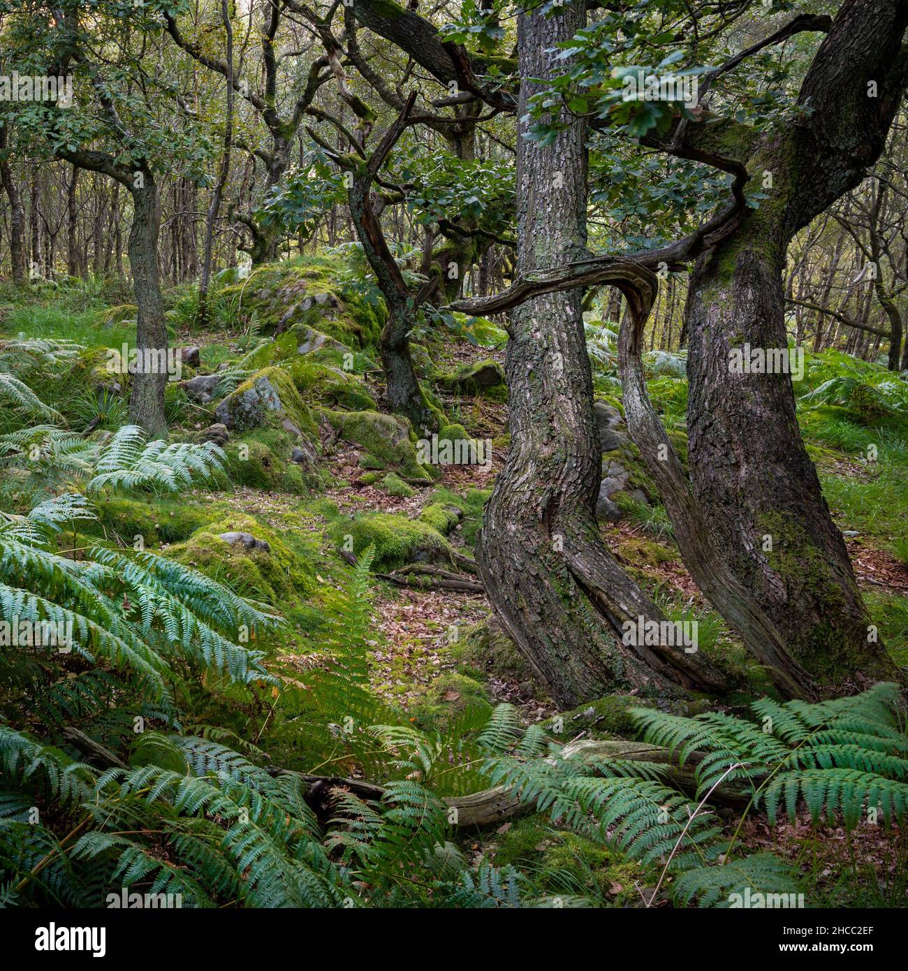 Bäume umarmen sich in einem uralten Wald in Torside, Peak District Stockfoto