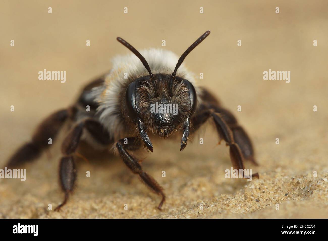 Frontale Nahaufnahme eines Weibchens der graurückigen Bergbaubiene, Andrena Vaga Stockfoto