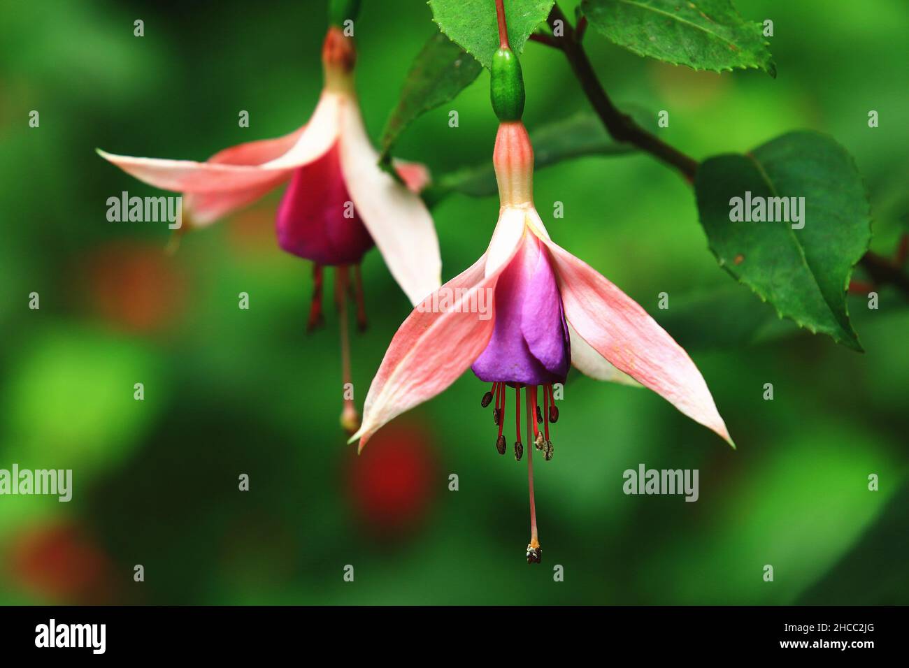 Atemberaubende Aussicht auf Hybrid Fuchsia (Lady's Eardrops, Fuchsia, Common Fuchia) Blumen, Nahaufnahme von lila mit rosa Blumen im Garten blühen Stockfoto