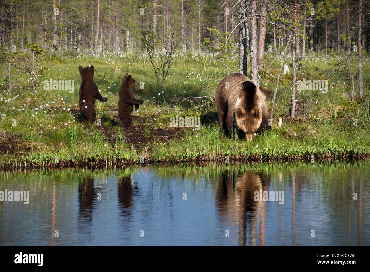 Braune Babybären mit Mama in der Nähe des Flusses in Finnland Stockfoto