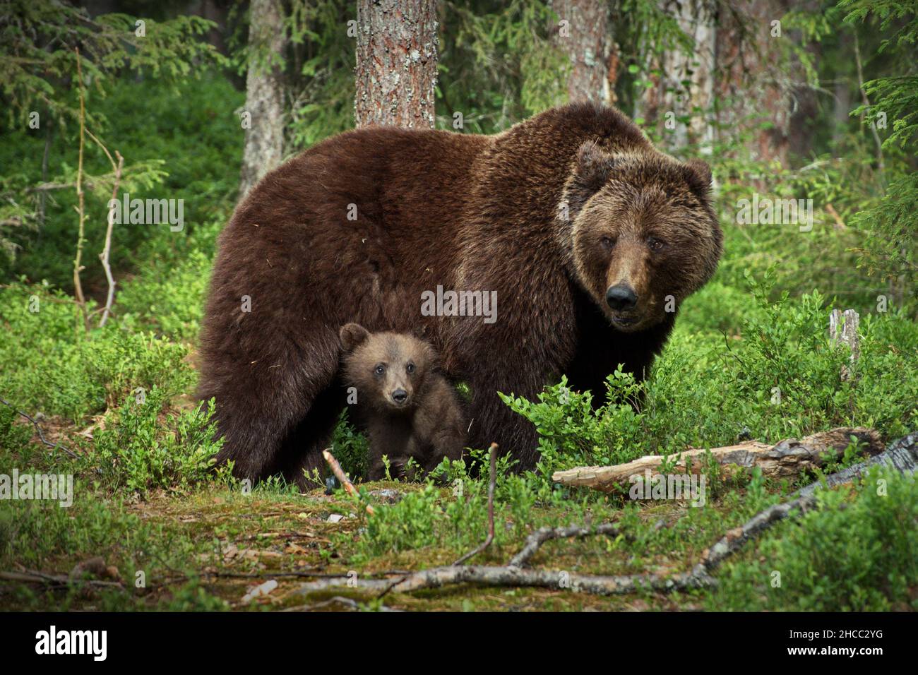 Grizzly trägt mit seinem Baby in einem grünen Wald in Finnland Stockfoto