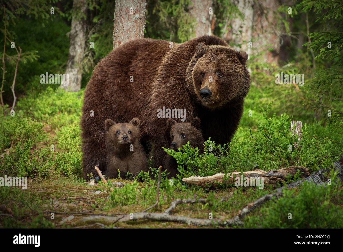 Kleine braune Babybären mit Mama in Finnland Stockfoto