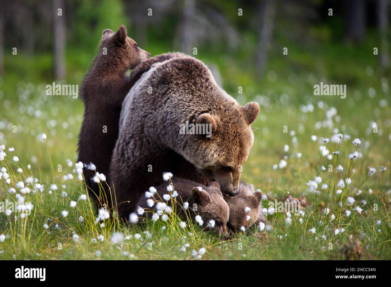 Kleine braune Babybären mit Mama in Finnland Stockfoto