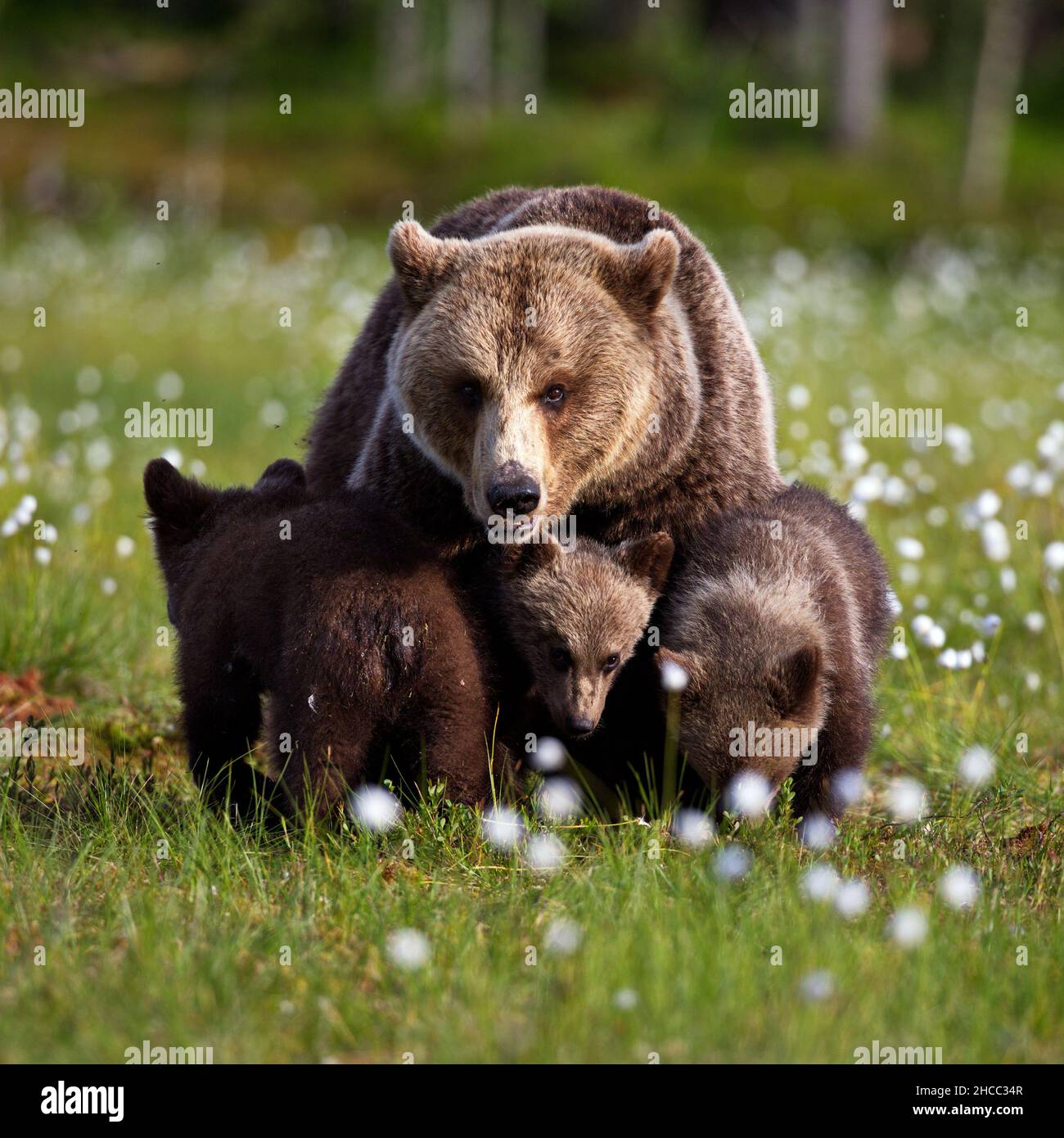 Braunbären im Wald in Finnland Stockfoto