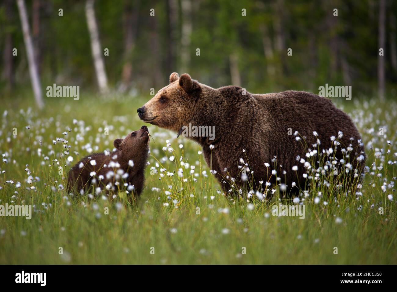 Nahaufnahme eines Grizzlybären mit seinem Baby in einem Wald, der in Finnland mit dem Dandelion bedeckt ist Stockfoto