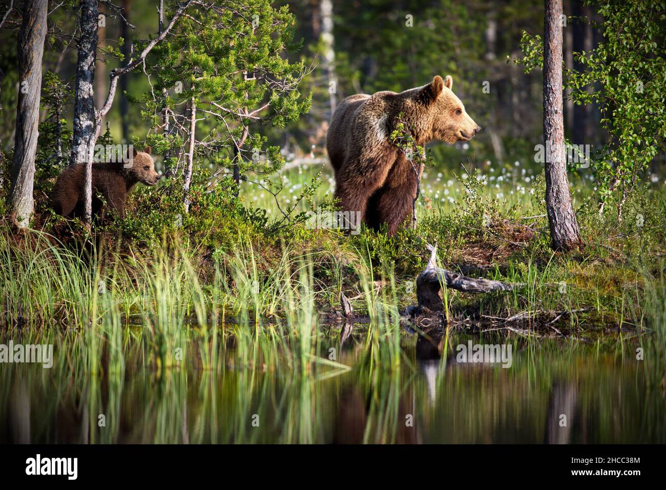 Brauner Babybär mit Mama in der Nähe des Flusses in Finnland Stockfoto