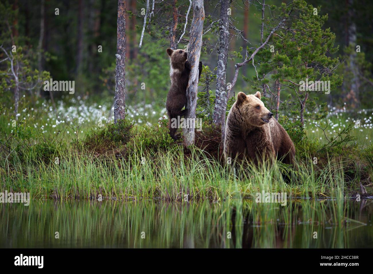 Brauner Babybär mit Mama in der Nähe des Flusses in Finnland Stockfoto