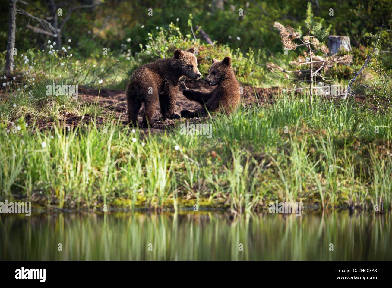 Braunbären in der Nähe des Flusses in Finnland Stockfoto