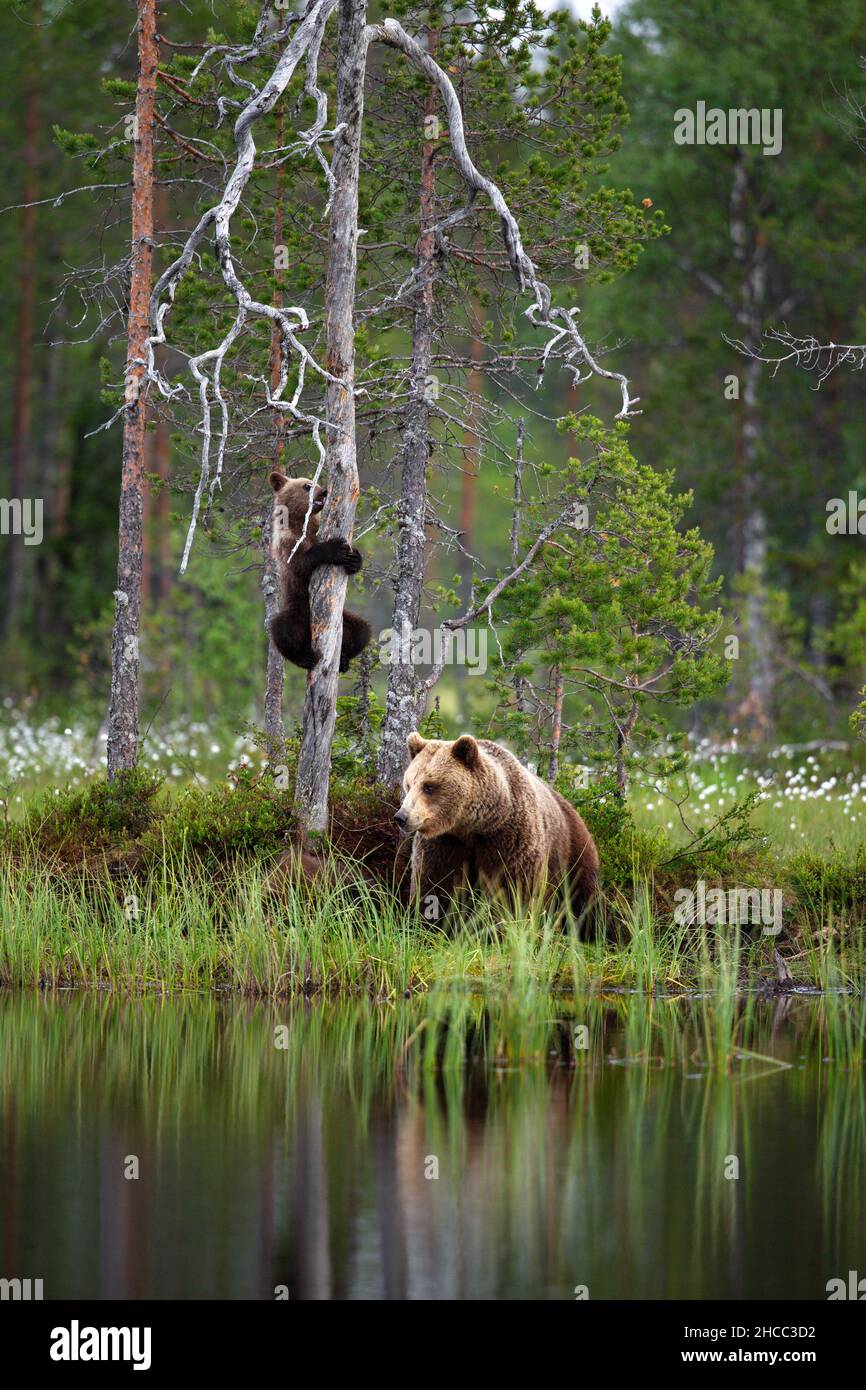 Brauner Babybär mit Mama in der Nähe des Flusses in Finnland Stockfoto